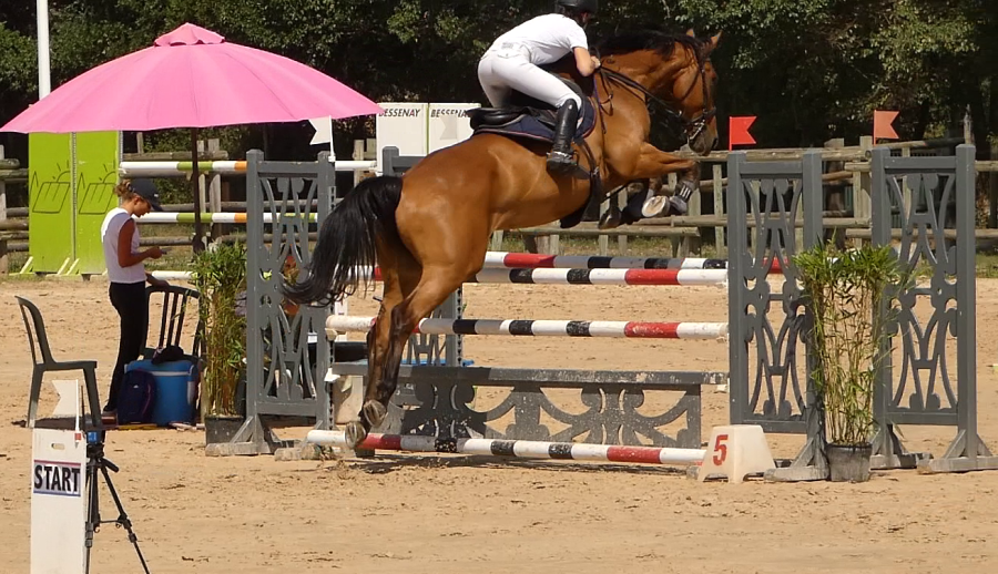 Vente de cheval : Kingsman des Allees